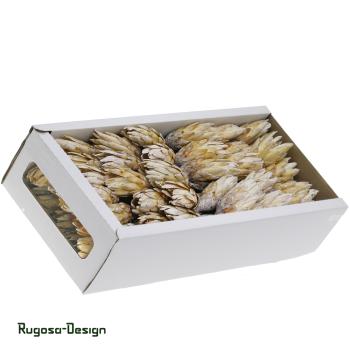 Protea Compacta Extra, raureif